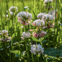 Clover Mix Seeds for Planting – White Clover, Red Clover, Microclover Blend, Heirloom, Non-GMO, Low-Growing, Lawn-Friendly