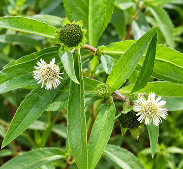 Organic Eclipta alba (Eclipta prostrata) False Daisy plant with small white rounded flowers, narrow green leaves, and branching stems in a herb garden.Organic Eclipta alba (Eclipta prostrata) False Daisy plant with small white rounded flowers, narrow green leaves, and branching stems in a herb garden.