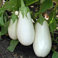 White Round Eggplant Solanum Melongena – Hardy Vegetable Seeds