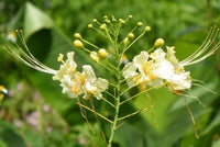 Caesalpinia Pulcherrima White – Bird of Paradise Shrub Seeds