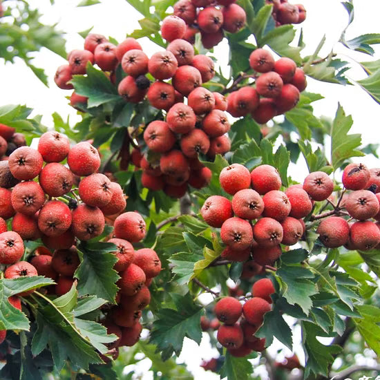 Chinese Hawthorn tree Crataegus pinnatifida Shan Zha with deeply lobed green leaves and mature red fruits