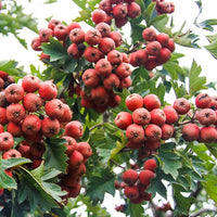 Chinese Hawthorn tree Crataegus pinnatifida Shan Zha with deeply lobed green leaves and mature red fruits