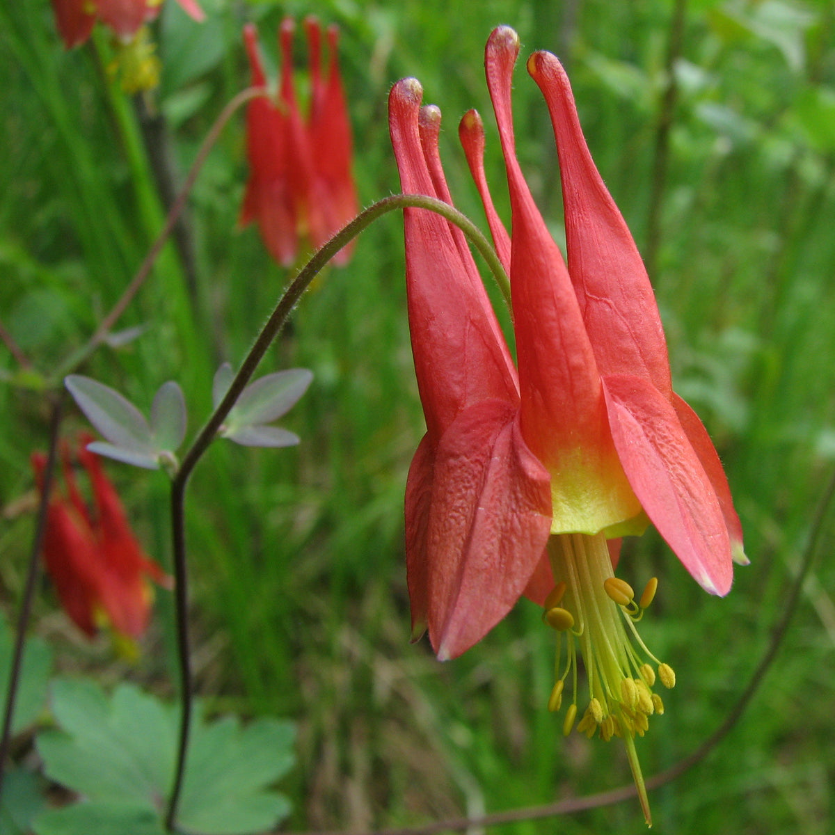 Wild Columbine perennial wildflower seeds for woodland and shaded gardens