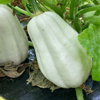 Mashed Potato Squash – Vegetable Seeds