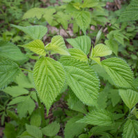 Nettle foliage growing in a managed outdoor garden area
