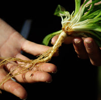 Xhosa Dream Root Silene capensis plant associated with southern African botanical traditions