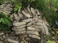 Yam Root (Dioscorea) Vegetable Seeds for Planting – Heirloom, Non-GMO, Easy to Grow, Annual Crop