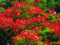 Flamboyant Flame Tree Delonix Regia – Colorful Garden Tree Seeds