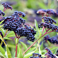 Product Overview
Organic European Black Elderberry (Sambucus nigra), commonly known as European Elderberry, Black Elder, or Common Elder, is a deciduous flowering shrub or small tree native to Europe, northern Africa, and southwestern Asia. Belonging to the Viburnaceae family, this woody perennial is recognized for its large clusters of creamy-white flowers, attractive compound green foliage, and dark purple-black berries.
This organic elderberry seed variety produces vigorous, multi-stemmed plants with upr