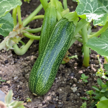 Elite Hybrid Zucchinni – Garden Vegetable Seeds