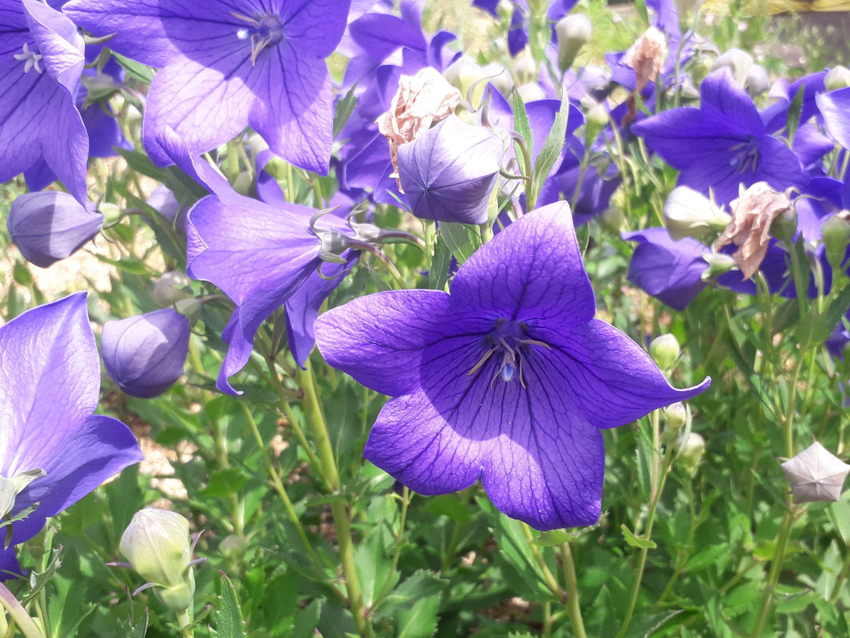 Balloonflower Platycodon grandiflorus seeds for ornamental garden planting