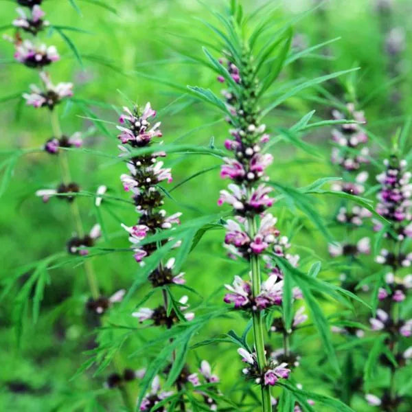 Chinese Motherwort Leonurus japonicus plant seeds for herb garden cultivation