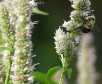 Yellow Giant Hyssop Agastache nepetoides perennial plant with tall upright stems, broad green leaves, and pale greenish-yellow flower spikes