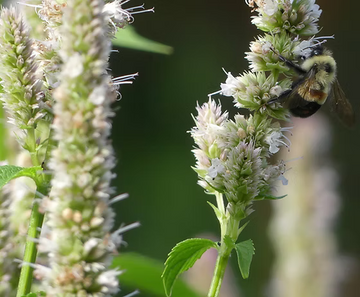 Yellow Giant Hyssop Agastache nepetoides perennial plant with tall upright stems, broad green leaves, and pale greenish-yellow flower spikes