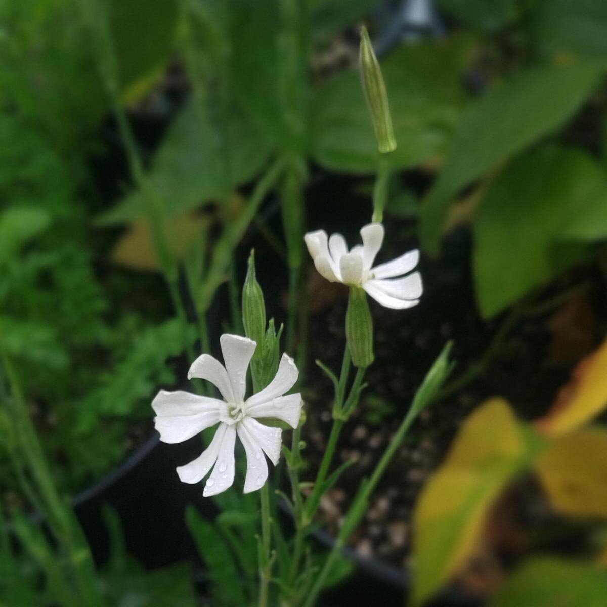Silene capensis African Dream Root flowering plant with delicate white blossoms