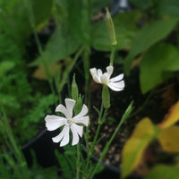 Silene capensis African Dream Root flowering plant with delicate white blossoms