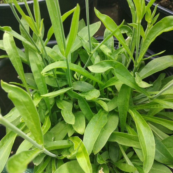 Organic Yellow Dock Rumex crispus seeds for planting in a home herb garden.