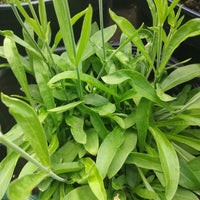 Organic Yellow Dock Rumex crispus seeds for planting in a home herb garden.