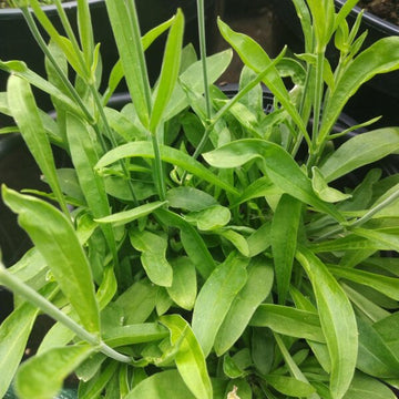 Organic Yellow Dock Rumex crispus seeds for planting in a home herb garden.