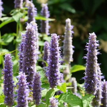 Organic Korean Mint Agastache rugosa planting seeds for growing an aromatic perennial herb.