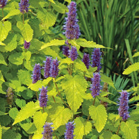 Anise Hyssop Golden Jubilee Agastache Foeniculum – Fragrant Herb Garden Seeds