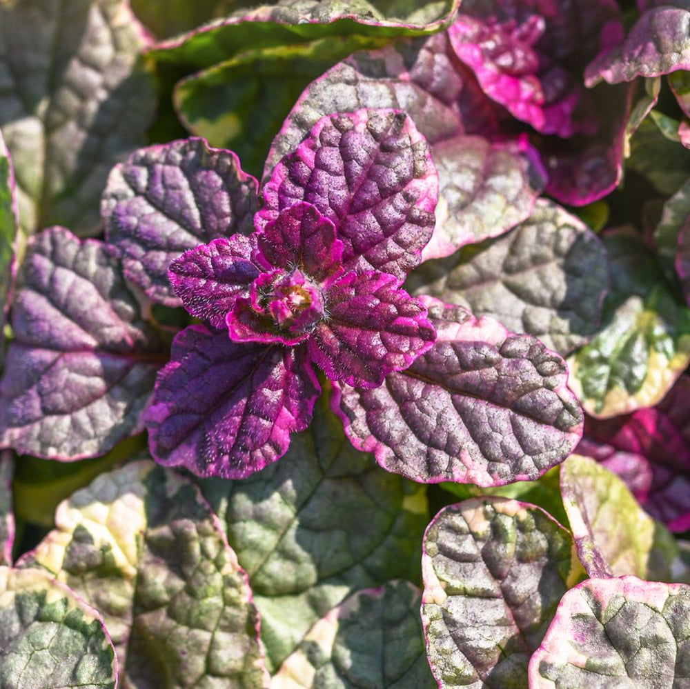 Ground Cover