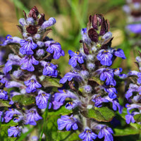 Blue Bugleweed Seeds for Planting – Heirloom, Non-GMO, Perennial, Easy to Grow Ground Cover