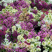 Lilac Lace Alyssum – Mixed, Perennial Flower Seeds