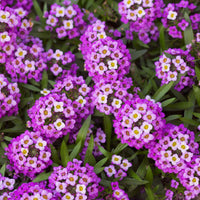 Royal Carpet Sweet Alyssum Lobularia Maritima – Colorful Wildflower Seeds