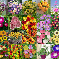Mixed Flower Seed Pack – Seasonal Garden Flower Seeds