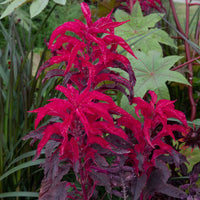 Moulten Fire Amaranthus – Annual Flower Seeds