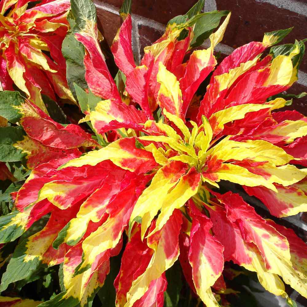 Amaranthus Amaranthus Tricolor – Perfecta Garden Flower Seeds