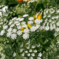 Bishop’s Flower Seeds – Ammi visnaga Ornamental Garden Plant