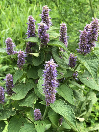 Licorice Mint Anise Hyssop Agastache foeniculum Flower Seeds for Aromatic Herb Gardens