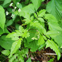 Western Sweetroot, Osmorhiza occidentalis perennial plant with divided green foliage and small pale flower clusters