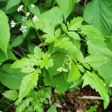 Western Sweetroot, Osmorhiza occidentalis perennial plant with divided green foliage and small pale flower clusters