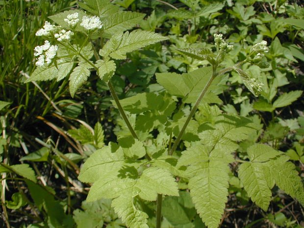 Western Sweetroot Seeds – Osmorhiza occidentalis for Woodland Gardens