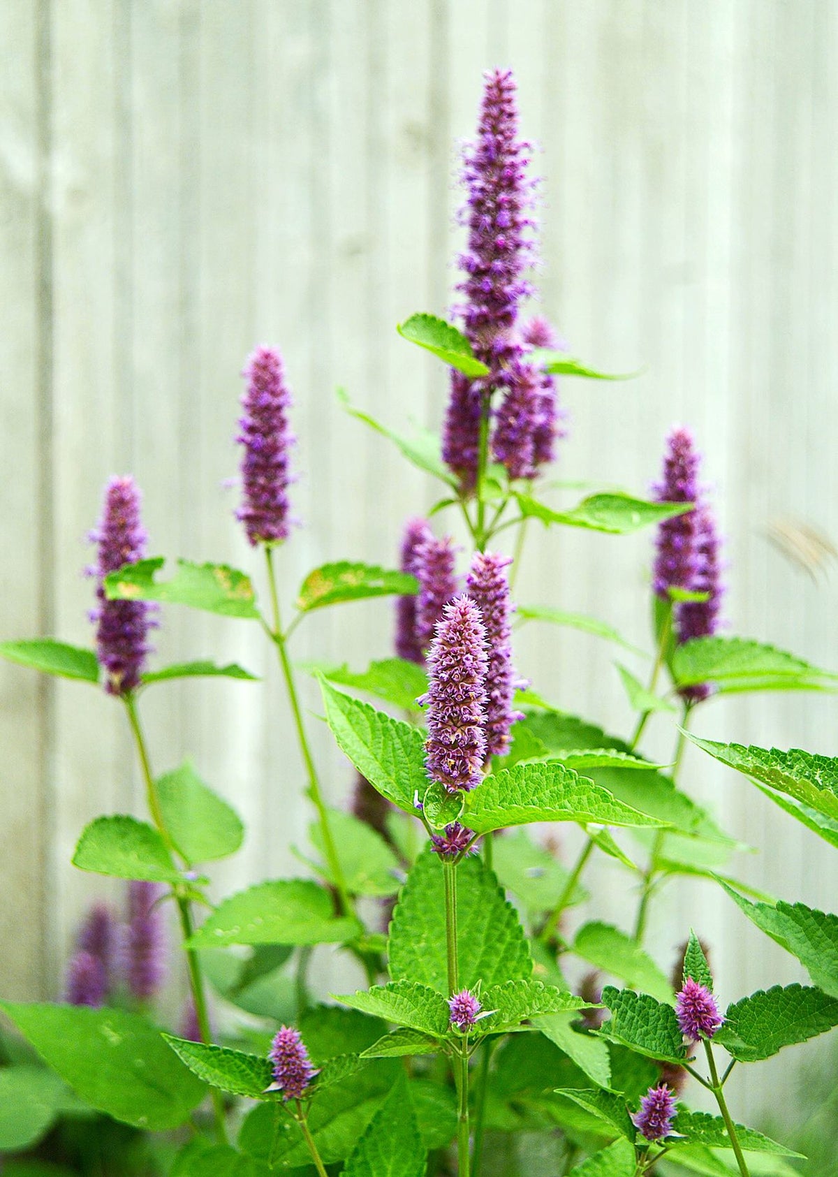 Anise Hyssop Blue Spike Agastache Foeniculum – Aromatic Herb Garden Seeds