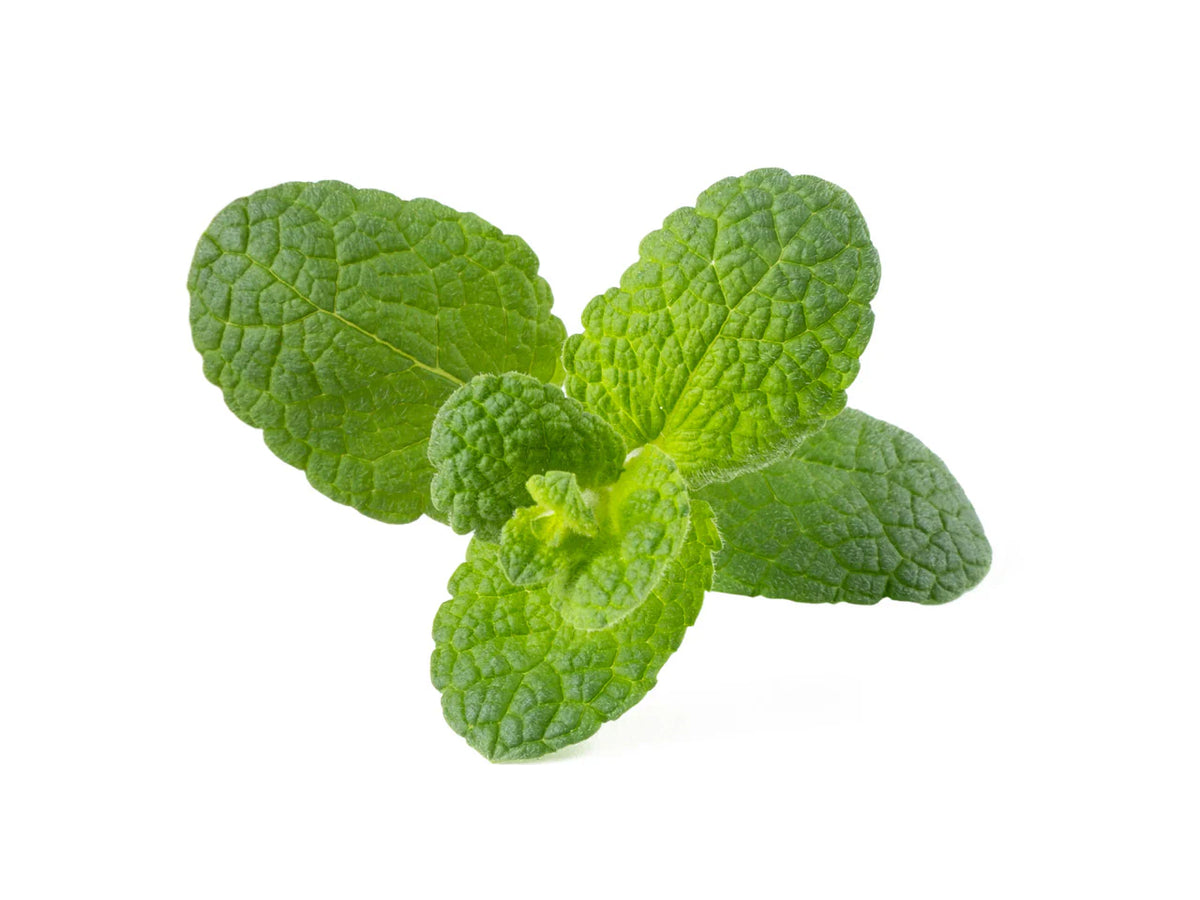 Apple Mint (Mentha suaveolens) Seeds for Planting – Fresh Aromatic Herb Seeds for Home & Garden Growing