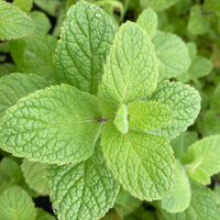 Apple Mint (Mentha suaveolens) Seeds for Planting – Fresh Aromatic Herb Seeds for Home & Garden Growing