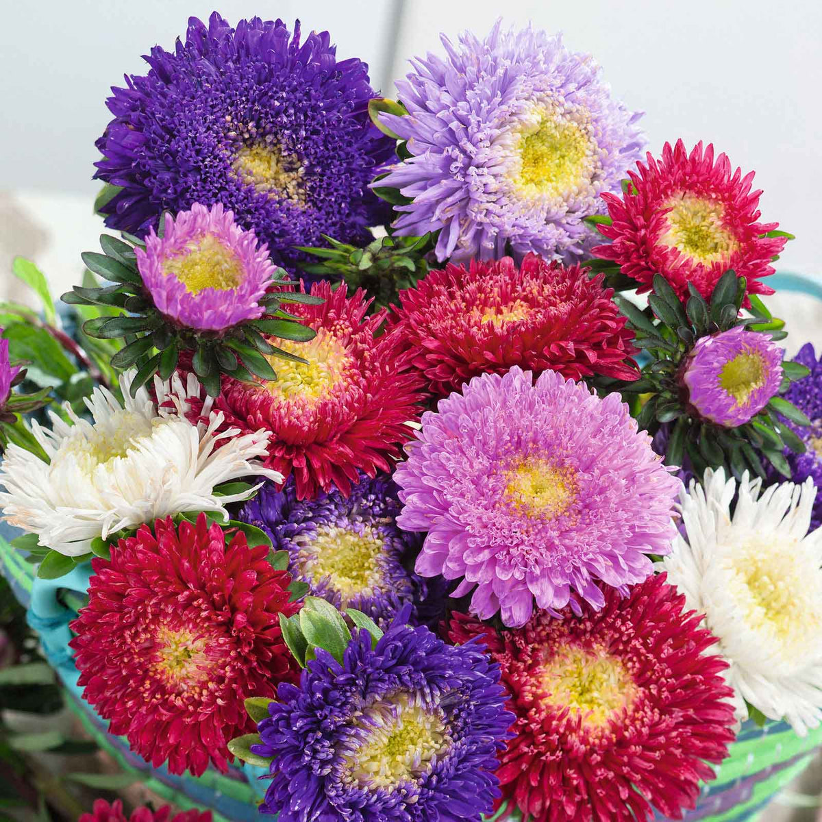 Heath Aster Wildflower – Colorful Garden Flower Seeds