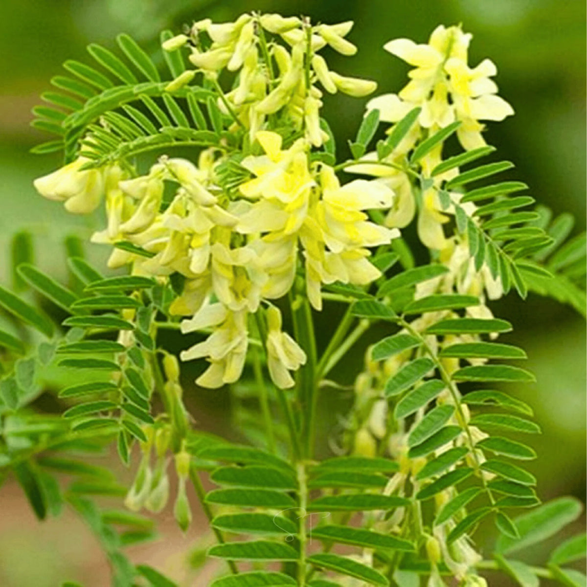 Astragalus membranaceus perennial herb with compound green foliage