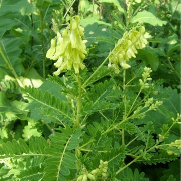 Astragalus membranaceus plant seeds for botanical gardening