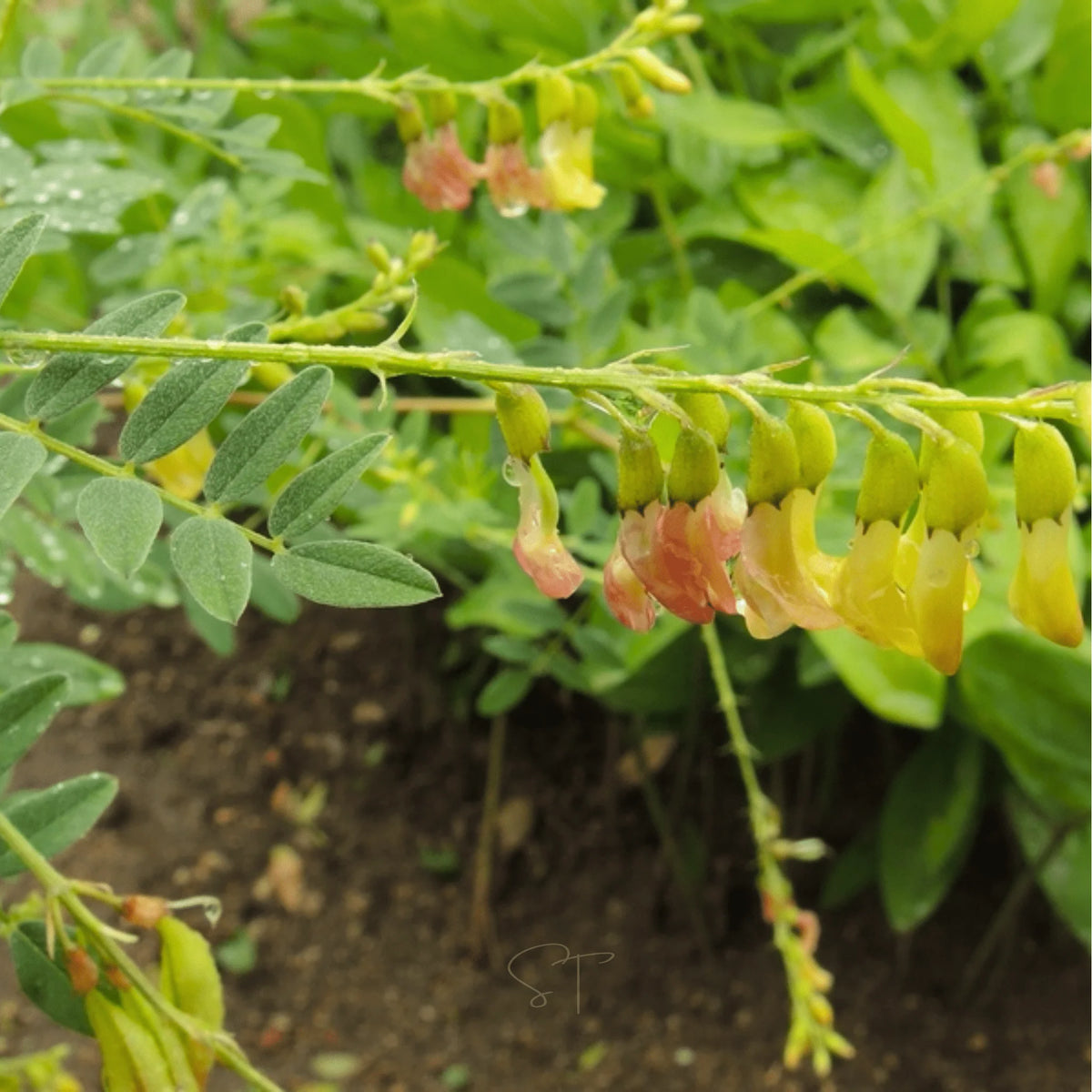 Astragalus Huang-Qi traditional herb garden seeds for botanical planting.