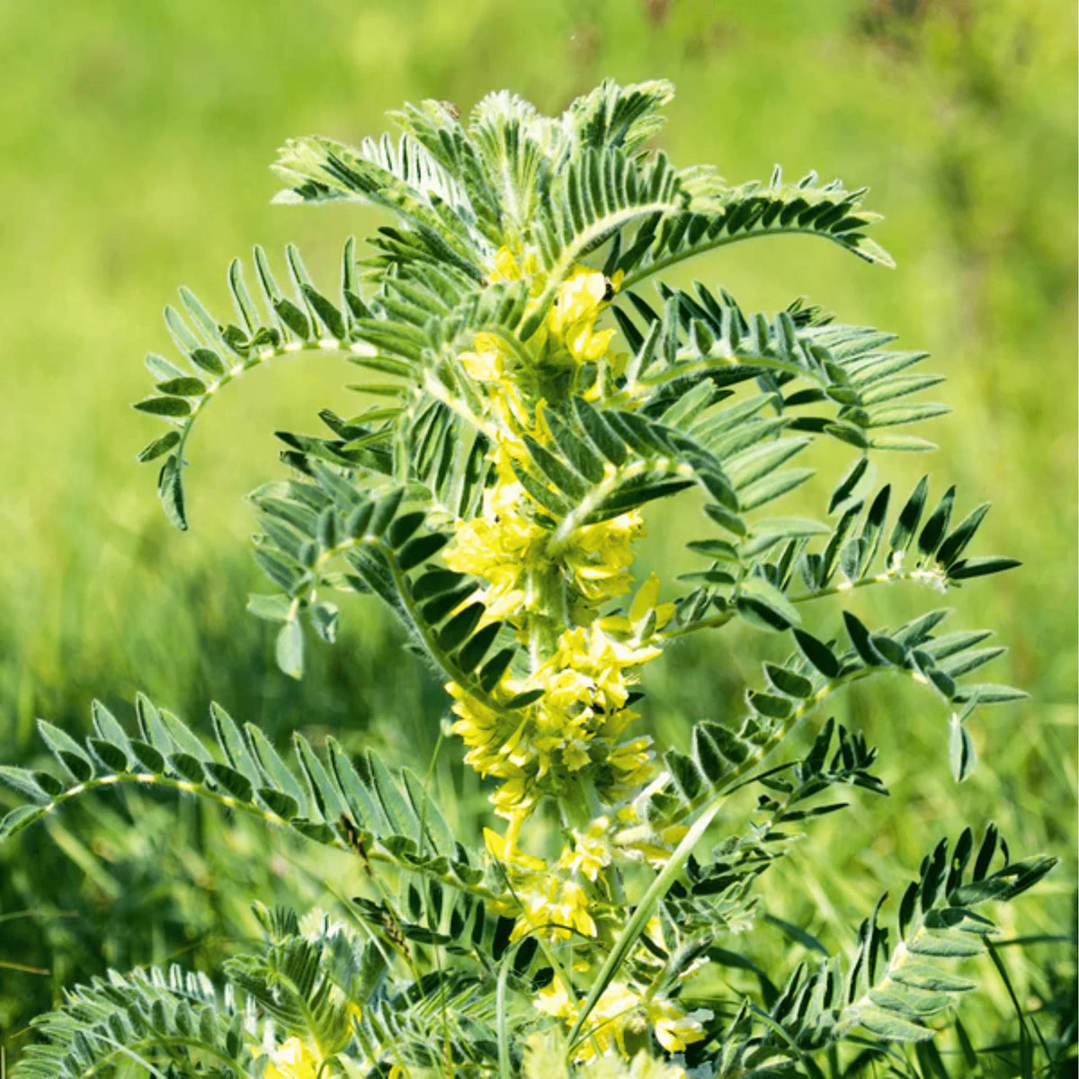 Astragalus Huang-Qi garden seed product for traditional herb gardening.