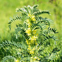 Astragalus medicinal herb seeds Huang-Qi plant for home garden cultivation.