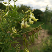 Huang-Qi Astragalus planting seeds for botanical herb gardens.
