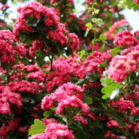 English Hawthorn Tree Seeds – Crataegus laevigata for Garden Planting