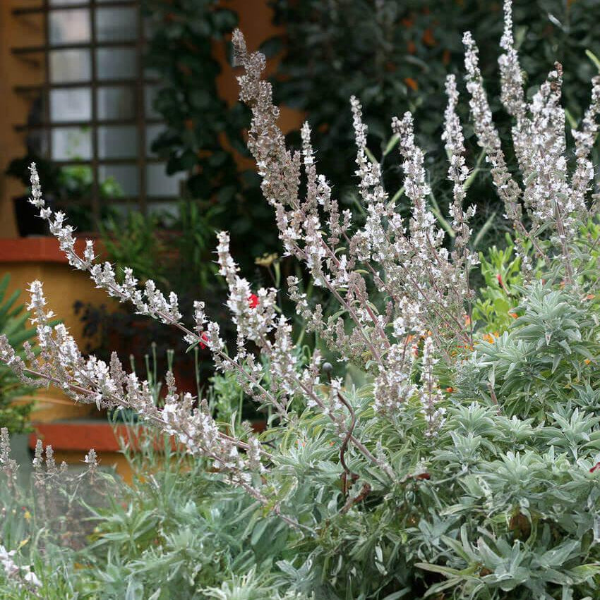 White Sage Salvia apiana garden seeds for planting an aromatic perennial shrub.