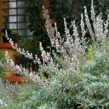 White Sage Salvia apiana garden seeds for planting an aromatic perennial shrub.